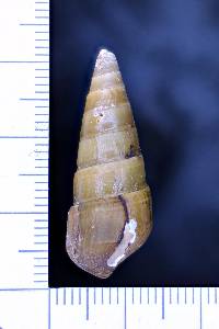 Pleurocera vestita image