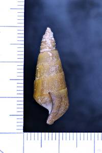 Pleurocera pyrenella image