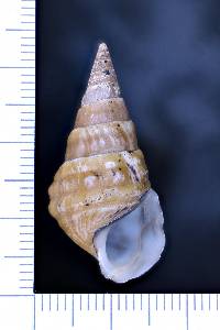 Pleurocera foremani image