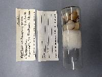 Neothauma tanganyicense image