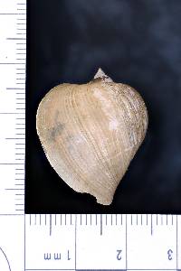 Radix auricularia image