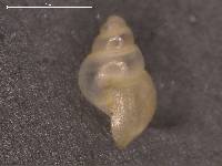 Aroapyrgus pasionensis image