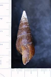 Pachychilus largillierti image