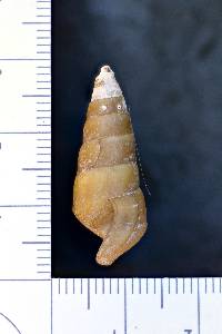 Pleurocera vestita image