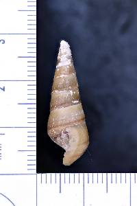 Pleurocera vestita image