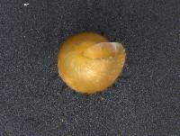 Potamopyrgus antipodarum image