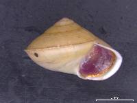 Palaeohelicina insularum image
