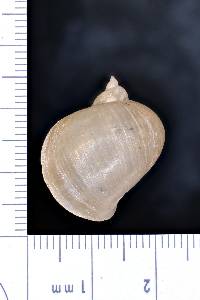 Radix auricularia image