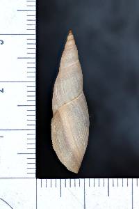 Ladislavella exilis image