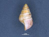 Omphalotropis elongatula image