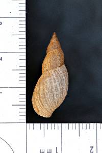 Stagnicola palustris image