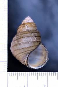 Angulyagra polyzonata image