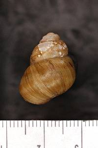 Viviparus subpurpureus image