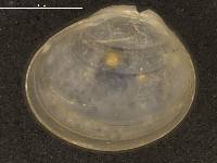 Pisidium rotundatum image