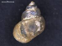 Aroapyrgus cisterninus image