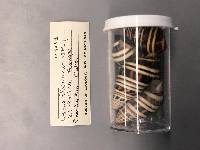 Liguus fasciatus blainianus image