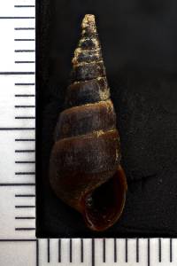 Pleurocera acuta image