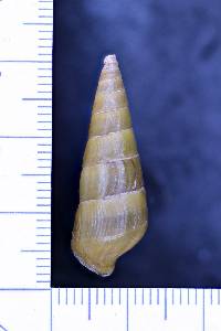 Pleurocera vestita image