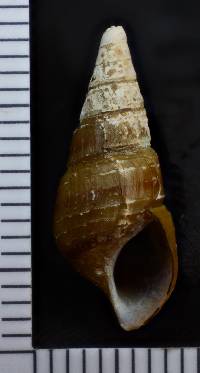 Elimia virginica image