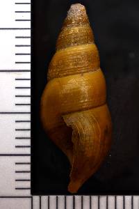 Elimia virginica image