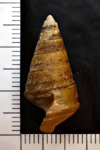 Pleurocera canaliculata image