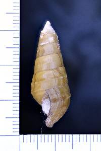 Pleurocera foremani image