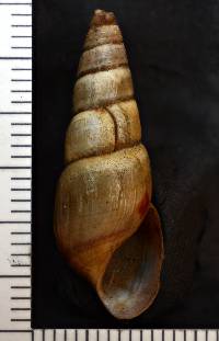 Elimia virginica image