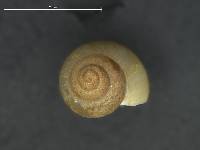 Amnicola limosus image