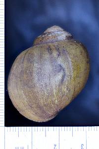 Pomacea columellaris image