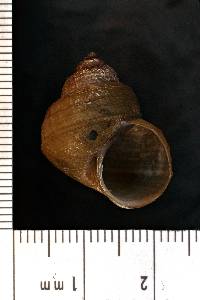 Viviparus javanicus image