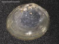 Pisidium lilljeborgi image