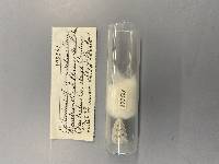 Epitonium angulatum image