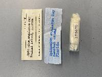 Epitonium angulatum image