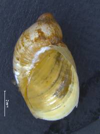 Succinea kuntziana image