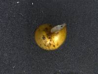 Potamopyrgus antipodarum image