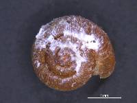 Sinployea euryomphala image