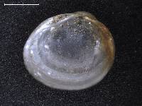 Pisidium nitidum image