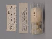 Leptopoma perlucidum image