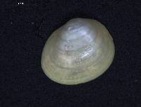 Pisidium conventus image