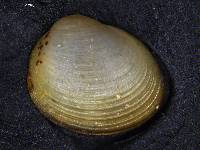 Pisidium dubium image