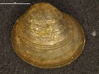 Pisidium rotundatum image