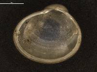 Pisidium rotundatum image