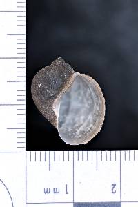 Radix auricularia image