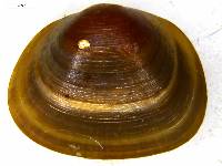 Sphaerium rhomboideum image