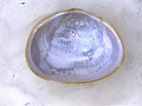Sphaerium rhomboideum image