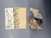 Chicoreus florifer image