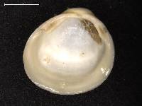 Pisidium nitidum image