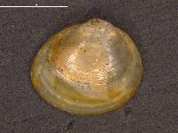 Pisidium nitidum image