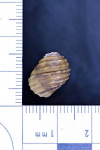 Leptoxis lirata image