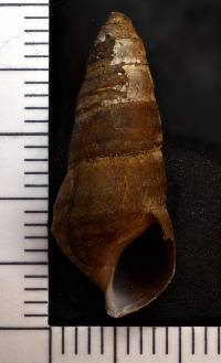 Pleurocera acuta image